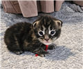 file_00000000de288243a6d8787bd22b63c2.png